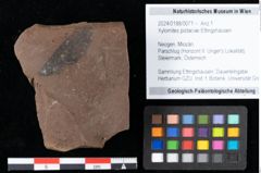 Foto (Objekt + Etikett) von Xylomites pistaciae Ettingshausen (NHMW-GEO-2024-0188-0071)
